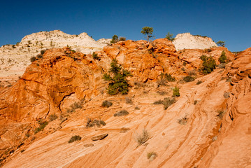 Zion National Park red rocks in sunset