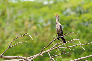 Neotropic Cormorant (Phalacrocorax brasilianus) on the Tarcoles River in Costa Rica