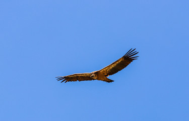 Buitre leonado planeando por el cielo azul y con las alas extendidas en Monfragüe, España
