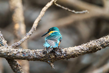 American pygmy Kingfisher (Chloroceryle aenea) perched on a branch in mangroves, taken in Tarcoles, Csota Rica