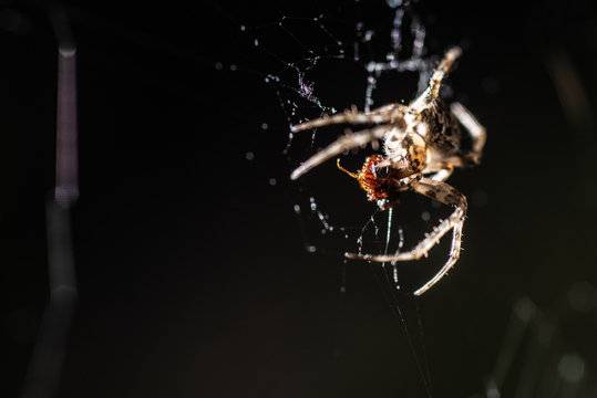 extremely closeup brown deadly spider hunting red bug with high detailed with dark blur background stock photo