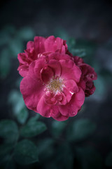 pink wild rose with raindrops