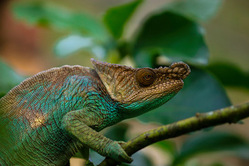 Naklejka na ściany i meble Camaleón verde y marrón de Madagascar apoyado en una rama, de perfil. 