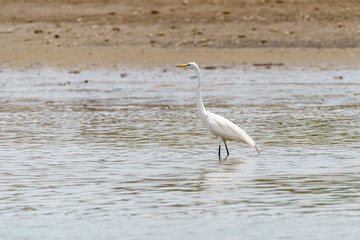 Great Egret (Ardea alba) walking through shallow waters in a river in Costa Rica