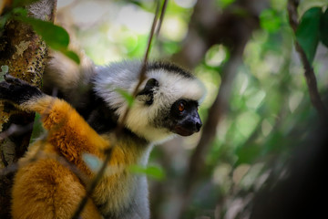 Lemur dorado, blanco y negro de Madagascar de perfil agarrado en un árbol
