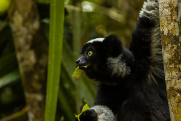 Lemur negro y blanco de Madagascar con ojos amarillos comiendo una hoja 