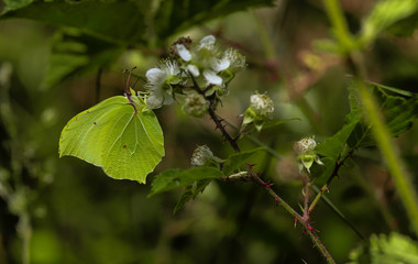 Mariposa con forma de hoja de color verde posada en unas flores blancas con espinas en España