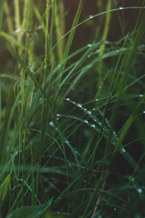 long green grass with rain drops
