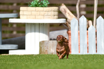 Obraz premium ミニチュアダックス