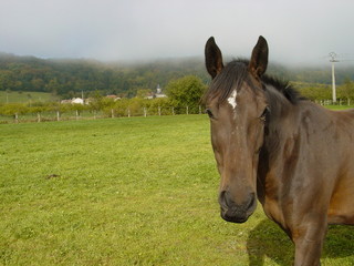 Brown bay jumping pregnant mare