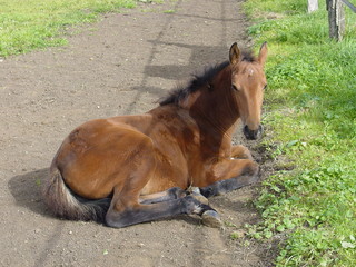 Foal young bay fur horse family