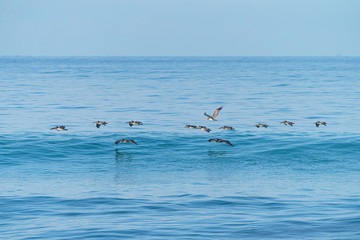 Brown Pelican (Pelecanus occidentalis) flock in flight over the sea in Costa Rica