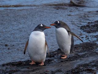 Naklejka premium Gentoo penguins interacting and vocalizing on a beach in Deception Island, South Shetland Islands, Antarctica