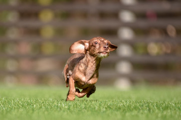 ミニチュアダックス