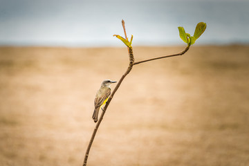 Tropical kingbird (Tyrannus melancholicus) perched on a thin branch