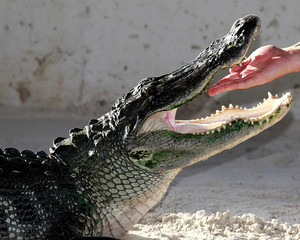 Closeup of the hand of a gator handler inside the mouth of a large American Alligator