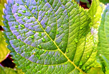 natural half-washed background of autumn leaf with rainwater drops close-up