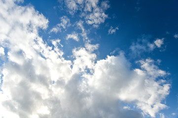 Obraz premium 竹林