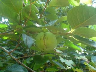 green fruit on tree
