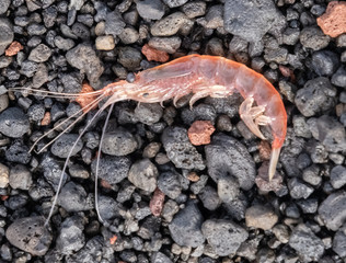 Antarctic Krill, the small crustaceans enormously important element of the Southern ocean food...