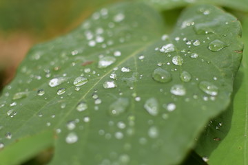 gota de agua en hoja verde
