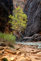 Narrows riverside walk Zion National Park