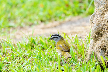 Black-striped Sparrow (Arremonops conirostris) searchin in grass for food in Costa Rica