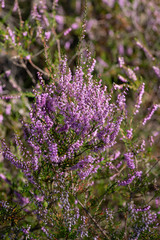 bloom heather in sun light 