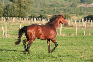 Fototapeta premium Young male horses playing in the meadow