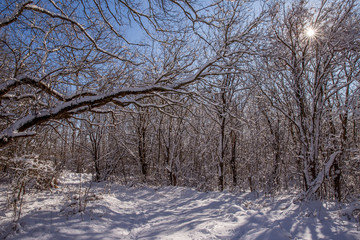 the snowy landscape of the forest .