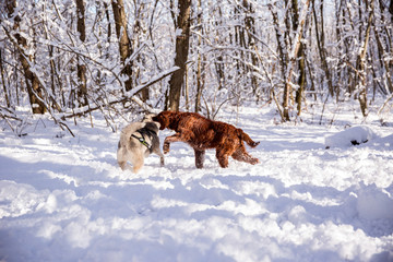 wo dogs play in a snowy forest. dogs run through the woods