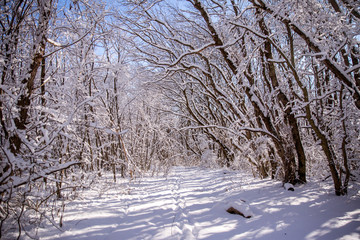 the snowy landscape of the forest 