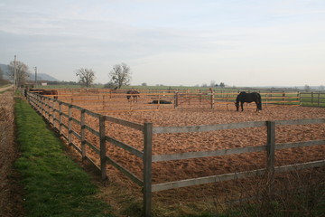 Brown bay jumping pregnant mare