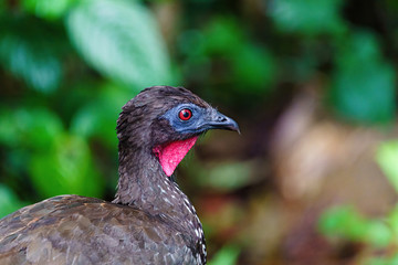 Crested guan (Penelope purpurascens) in dark jungle in Costa Rica