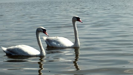 Łabędzie