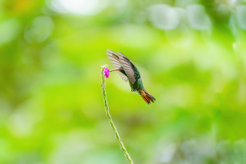 Rufous-Tailed Hummingbird (Amazilia tzacatl) feeding off a flower in flight isolated against a bright green blurred background, taken in Costa Rica