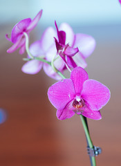 beautiful orchid flower in bloom	
