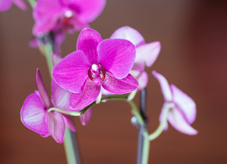 Fototapeta na wymiar beautiful orchid flower in bloom 