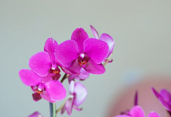 beautiful orchid flower in bloom