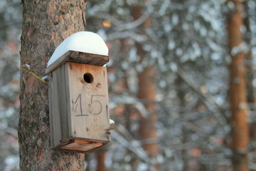 Wooden birdhouse hanging on tree in park on clear winter day