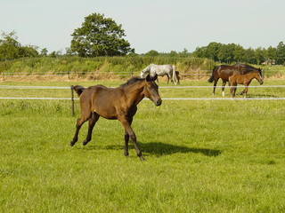 Foal young bay fur horse family