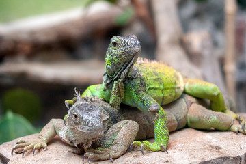 Iguana Iguana - two juvenile green iguana on a row