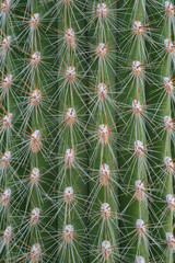 Detail of the spines of a columnar cactus