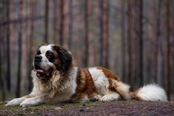 sain Bernard dog in forest 