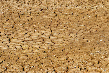 dried out soil - Pantanal, Mato Grosso do Sul, Brazil