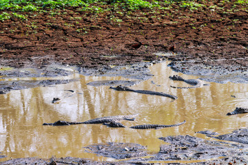 many caimans in the small water hole - Pantanal, Mato Grosso do Sul, Brazil