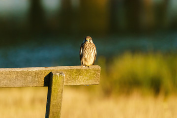 Common Kestrel (Falco tinnunculus) sitting on a park bench in London, looking at the camera