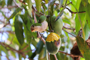 monk parakeet (Myiopsitta monachus) eats mango - Pantanal, Mato Grosso do Sul, Brazil