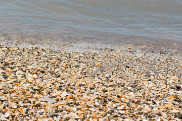 A beach full of snails