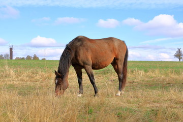Fototapeta na wymiar brown horse standing on a meadow